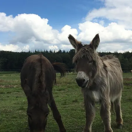 Nergena Frei 3* גוך