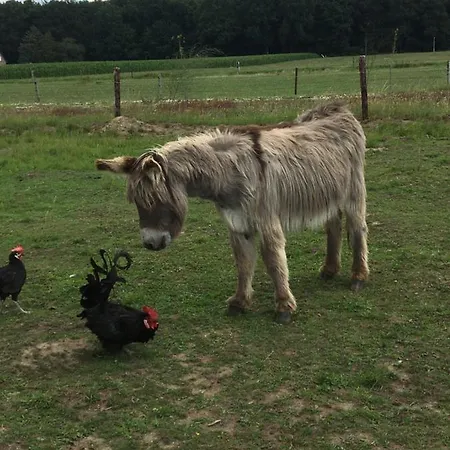 Nergena Frei לינה וארוחת בוקר גוך