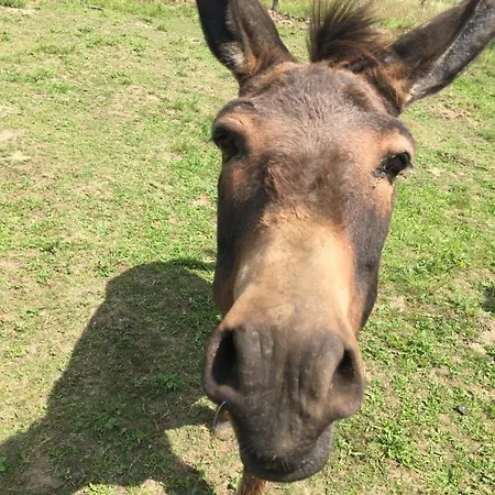 לינה וארוחת בוקר Nergena Frei