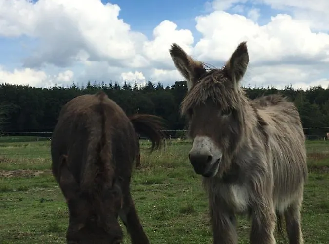 Nergena Frei 3* Goch