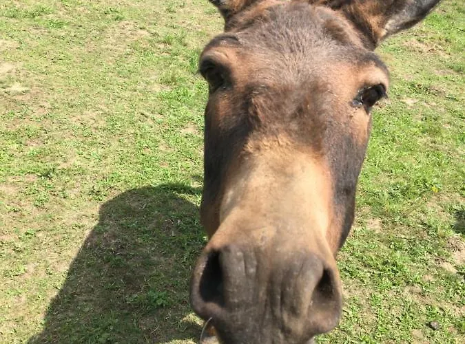 Bed & Breakfast Nergena Frei